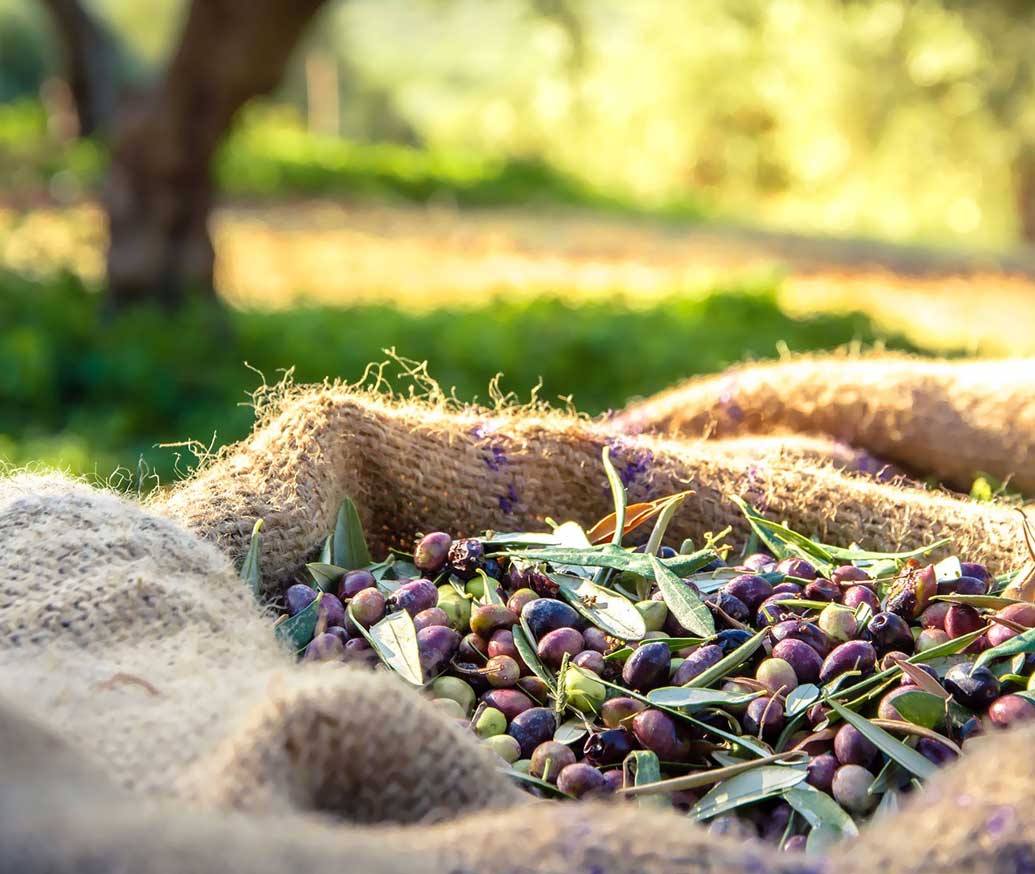 azienda olearia caprarica di lecce