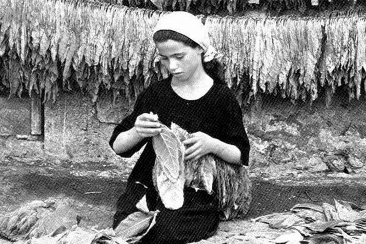 tabacchine lavorazione tabacco caprarica lecce