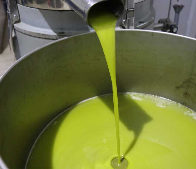 produzione propria olio biologico nachiro masseria rifisa caprarica di lecce salento
