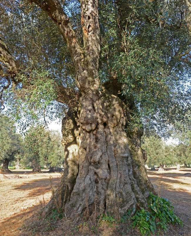 azienda agricola produzione olio masseria rifisa caprarica di lecce salento