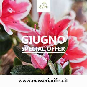 Special-Offer-Giugno-in-salento